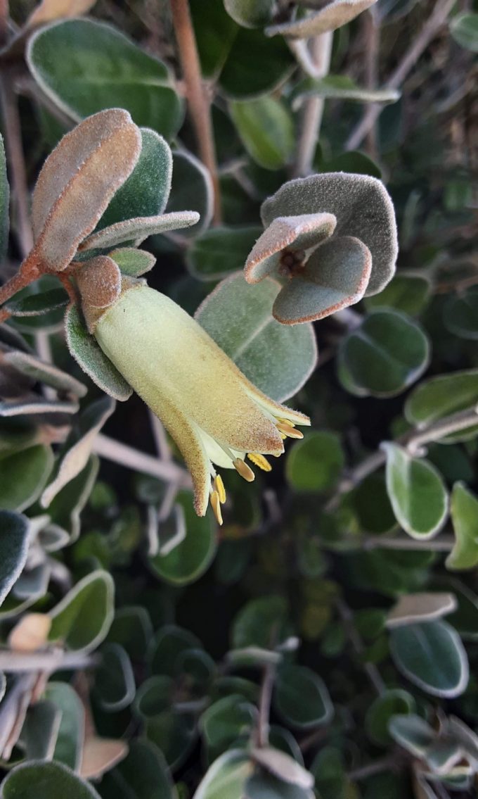 Correa backhouseana Australian native plant