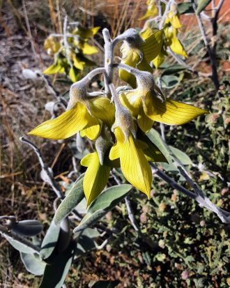 Crotalaria cunninghamii in 50mm Forestry Tube