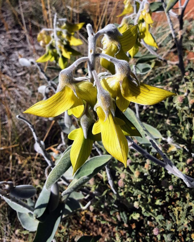 Crotalaria cunninghami Australian native plant