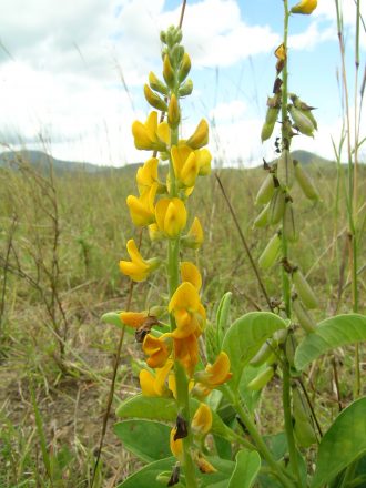 Crotalaria mitchellii in 50mm Forestry Tube