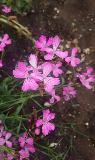 Dianthus carthusianorum in 50mm Forestry Tube