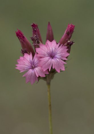 Dianthus cruentes perennial plant