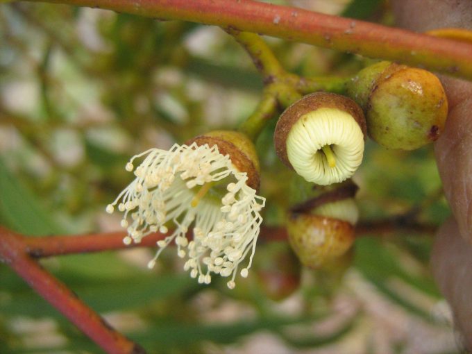 Eucalyptus lane-poolei Australian native plant