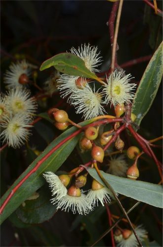 Eucalyptus leucoxylon ssp pruinosa in 50mm Forestry tube