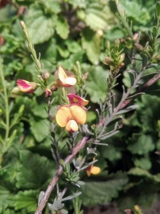 Eutaxia parvifolia 50 seeds