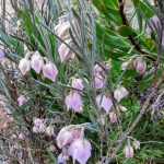 Guichenotia macrantha Australian native plant