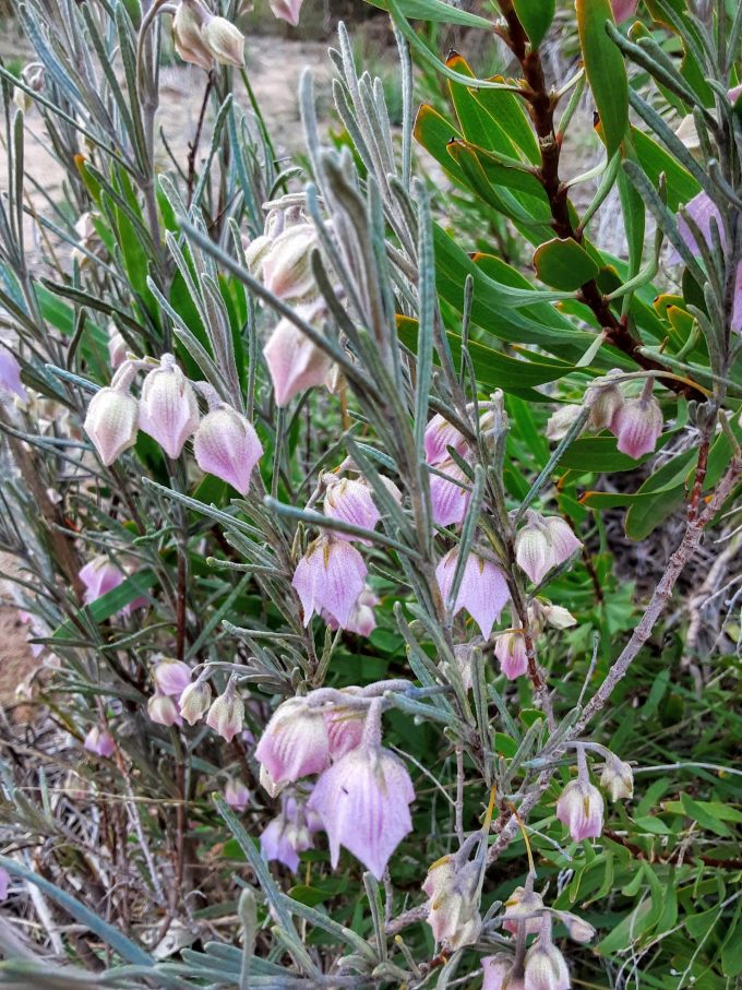 Guichenotia macrantha Australian native plant