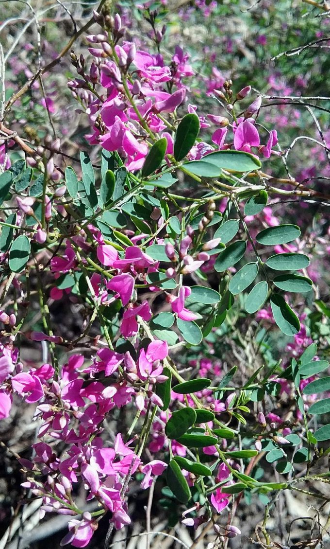 Indigofera australia Australian native plant