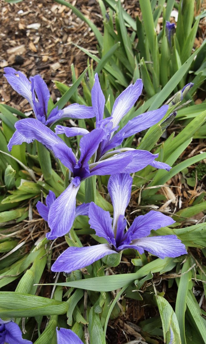 Iris lactea perennial plant