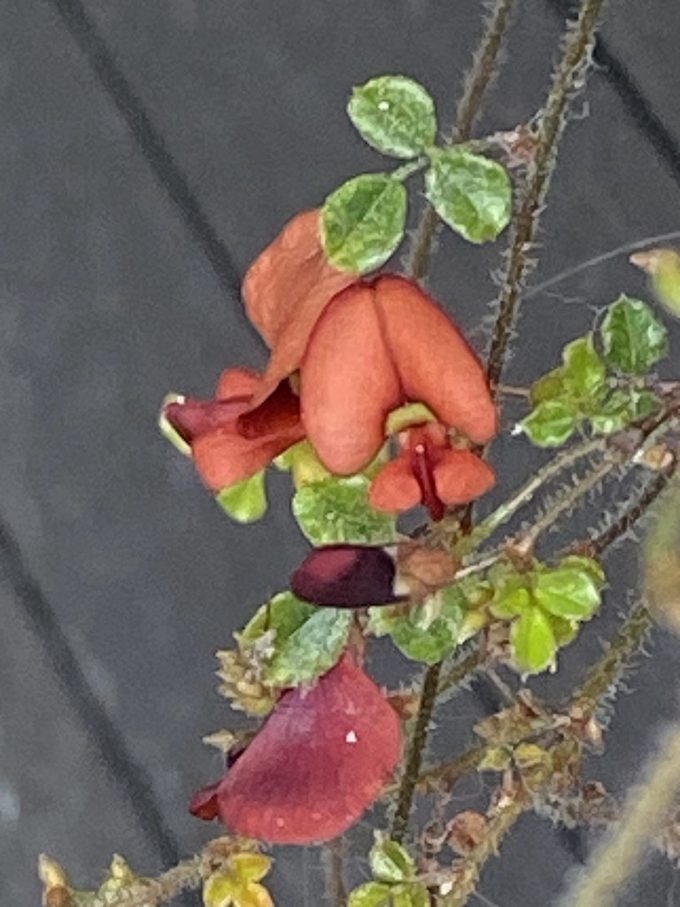 kennedia microphylla Australian native plant