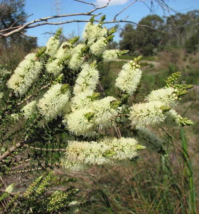 Melaleuca squarrosa Australian native plant