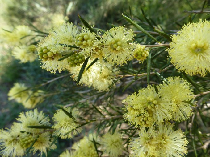 melaleuca stereophloia Australian native plant