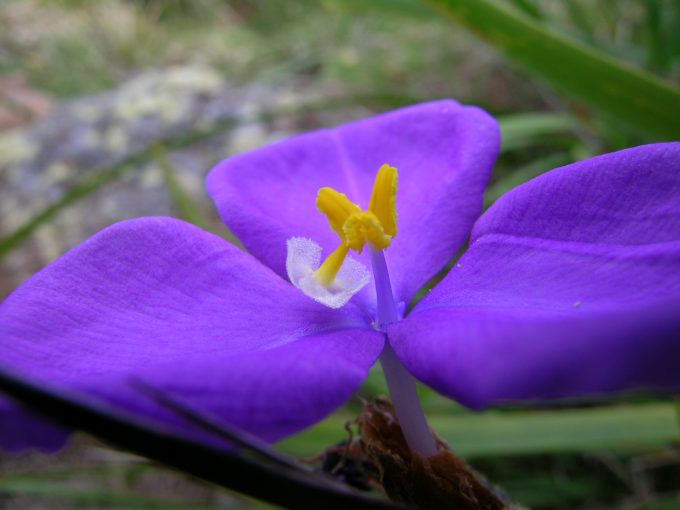 Patersonia sericea Australian native plant