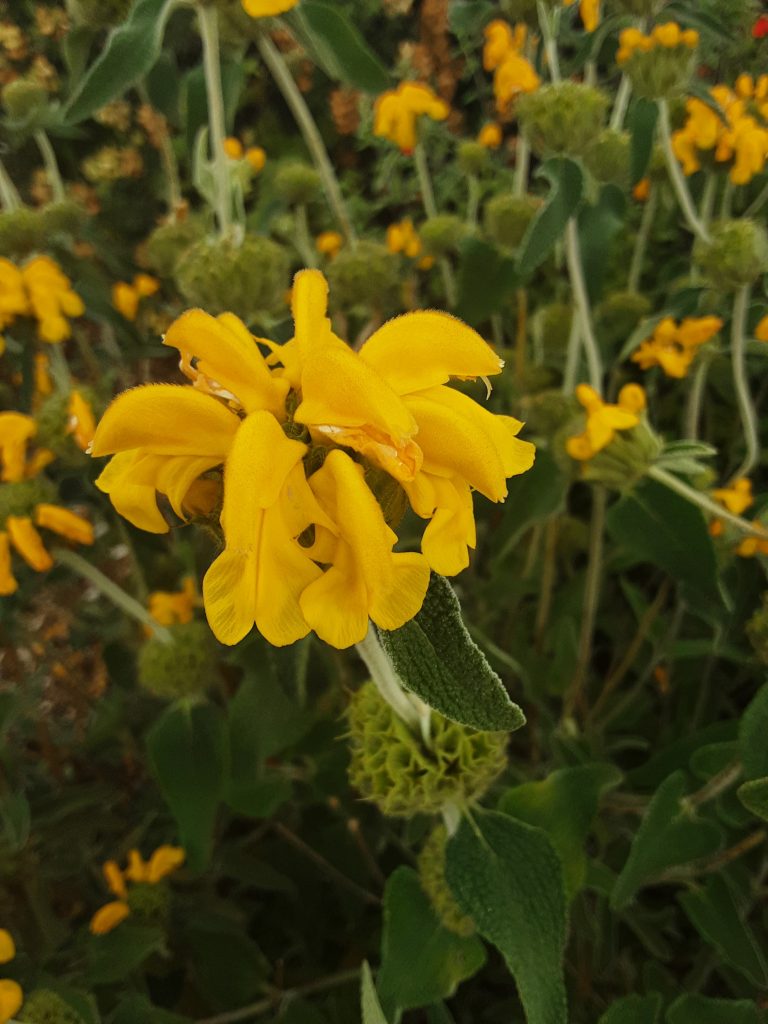 Phlomis 20 seeds