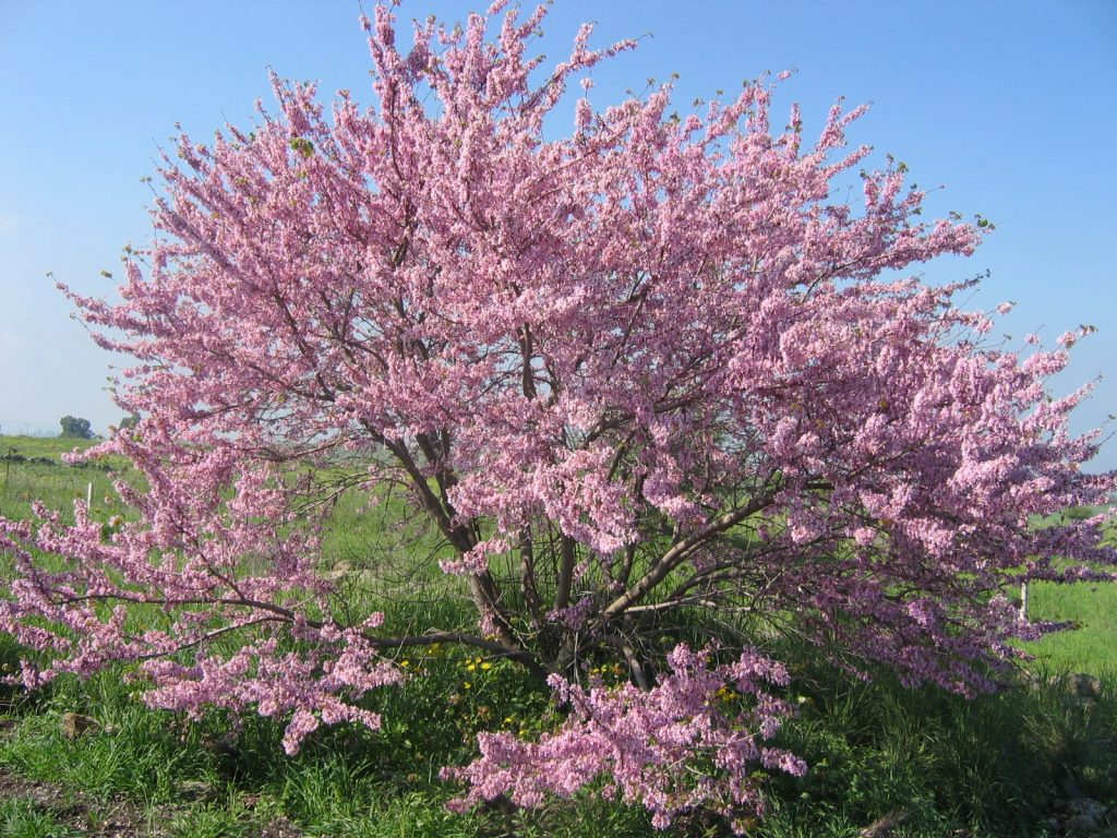 Cercis siliquastrum perennial plant