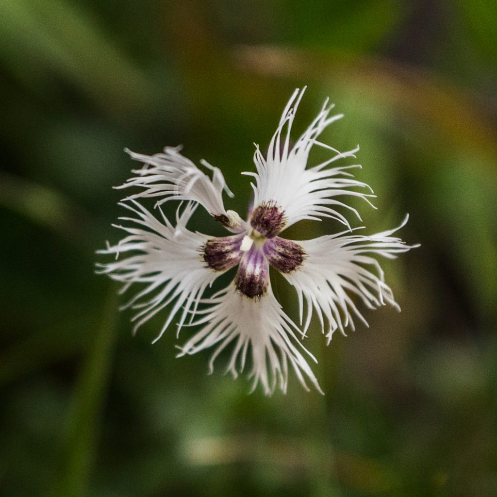 Dianthus spicifolius perennial plant