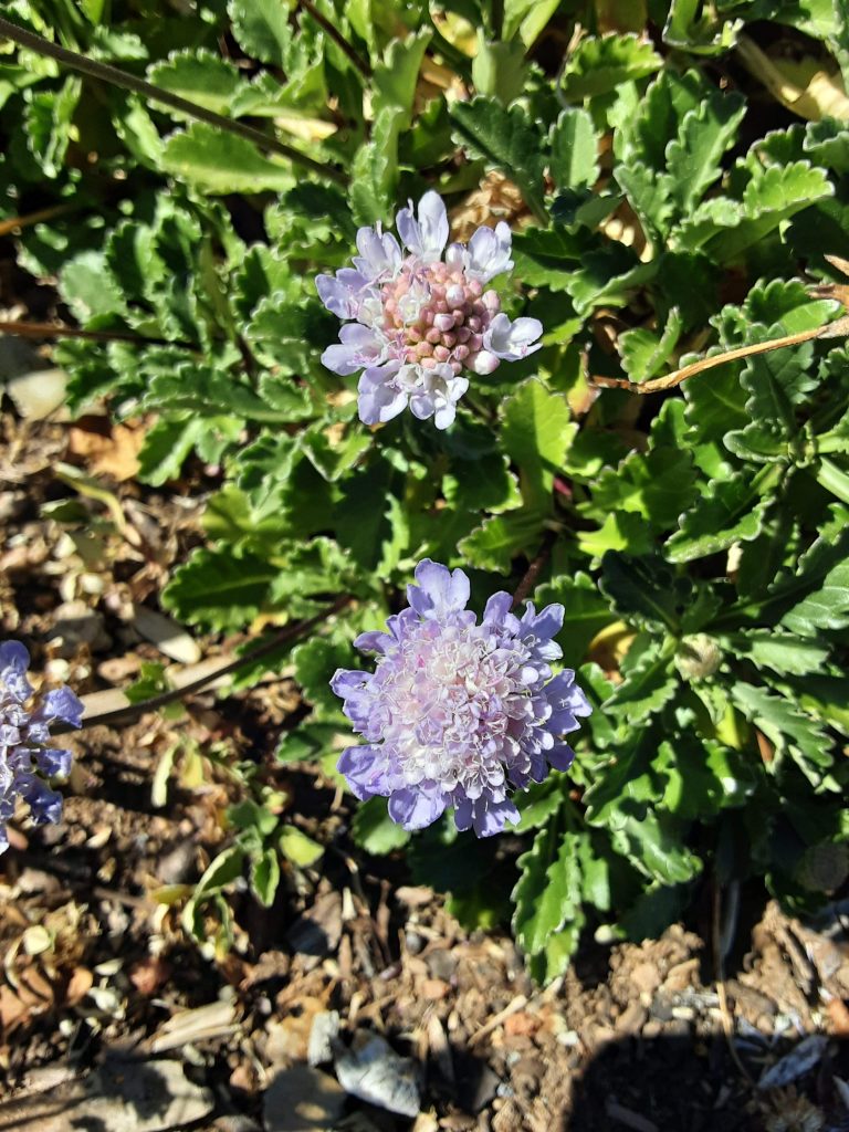 Scabiosa farinosa in 50mm Forestry Tube