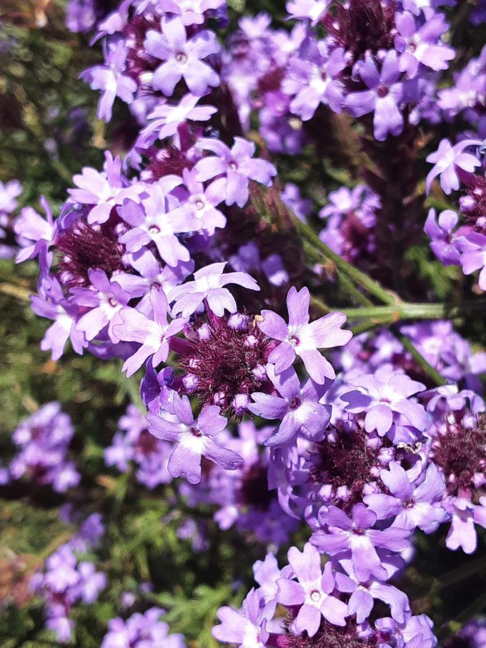 Verbena lilacina perennial plant