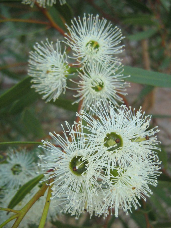 Eucalyptus cylindrifolia Australian native plant