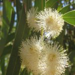 Eucalyptus gillenii Australian native plant