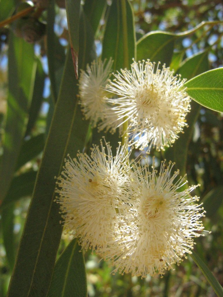 Eucalyptus gillenii Australian native plant