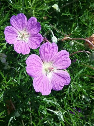 Geranium incanum perennial plant