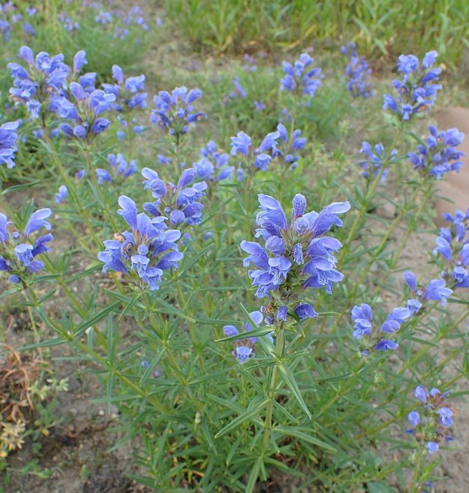 Dracocephalum ruyschiana perennial plant