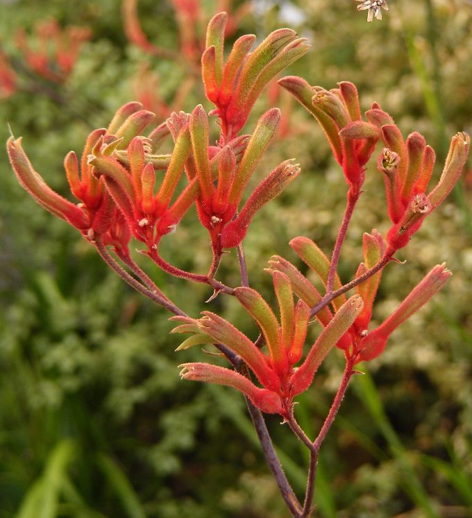 Anigozanthos Orange Cross Australian native plant