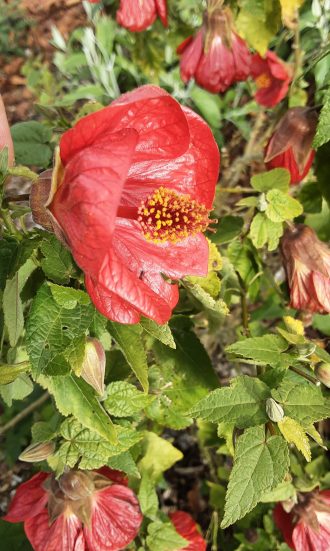 Abutilon Dwarf Red perennial plant