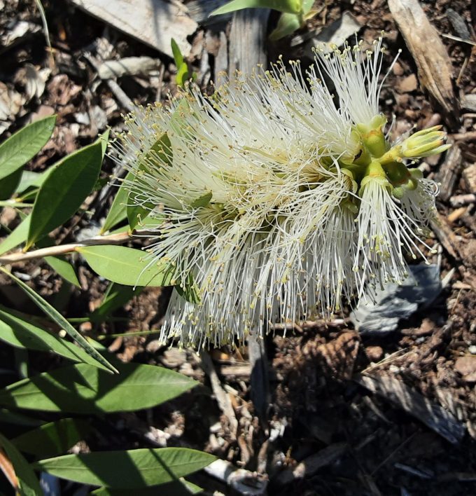 Callistemon White Anzac Australian native plant