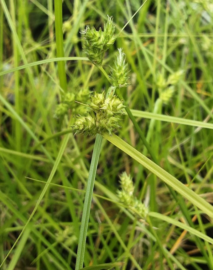 Carex inversa Australian native plant