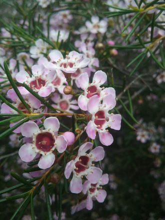 Chamelaucium uncinatum Early Mist Australian native plant