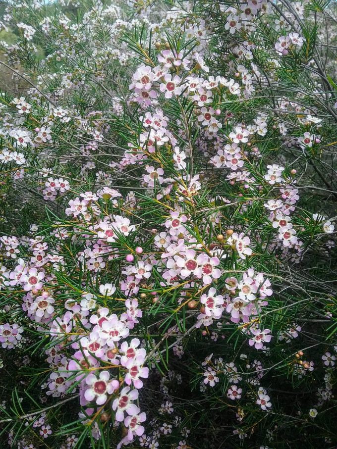 Chamelaucium uncinatum Early Mist Australian native plant