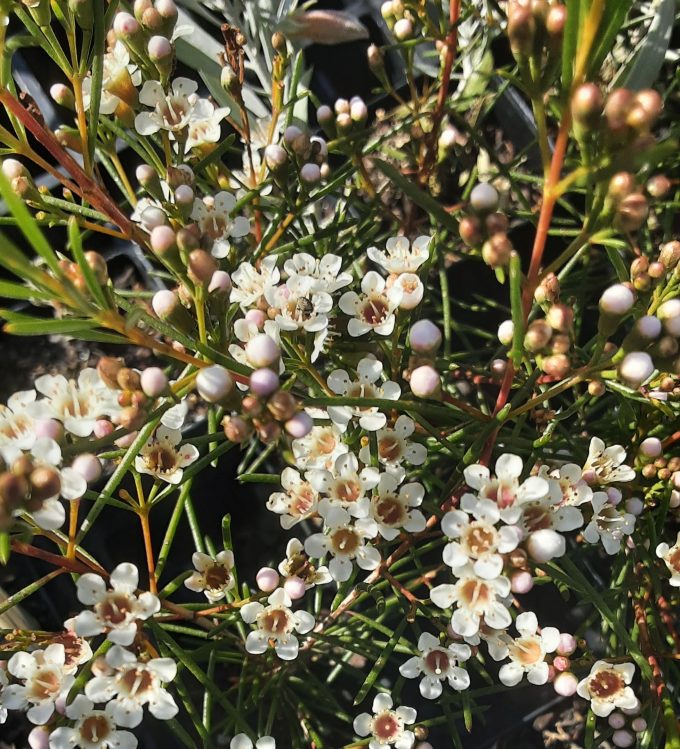 Chamelaucium micranthum Australian native plant