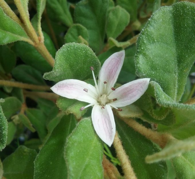 Correa alba var pannosa Western Pink Star Australian native plant