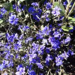 Dampiera linearis purple Australian native plant