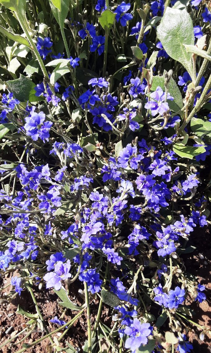 Dampiera linearis Purple in 50mm Forestry Tube