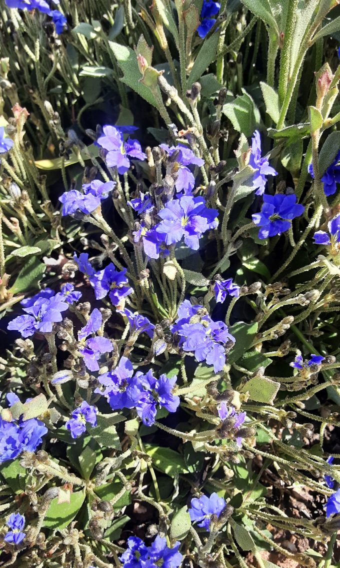 Dampiera linearis purple Australian native plant