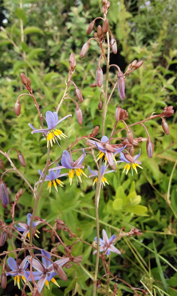 Dianella amoena Australian native plant