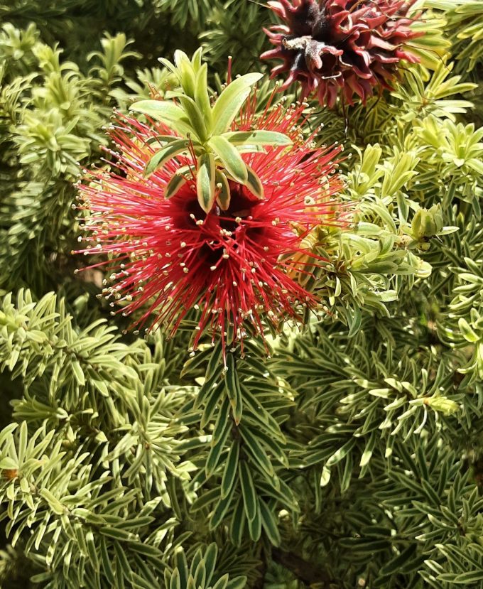 Kunzea baxteri variegated Australian native plant