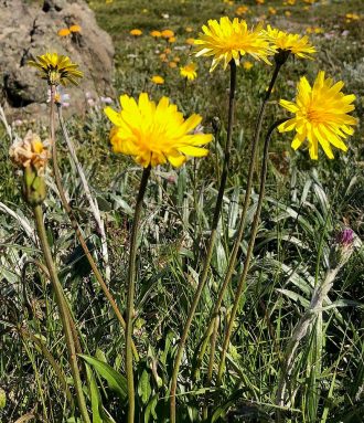 Microseris lanceolata in 68mm Super Tube