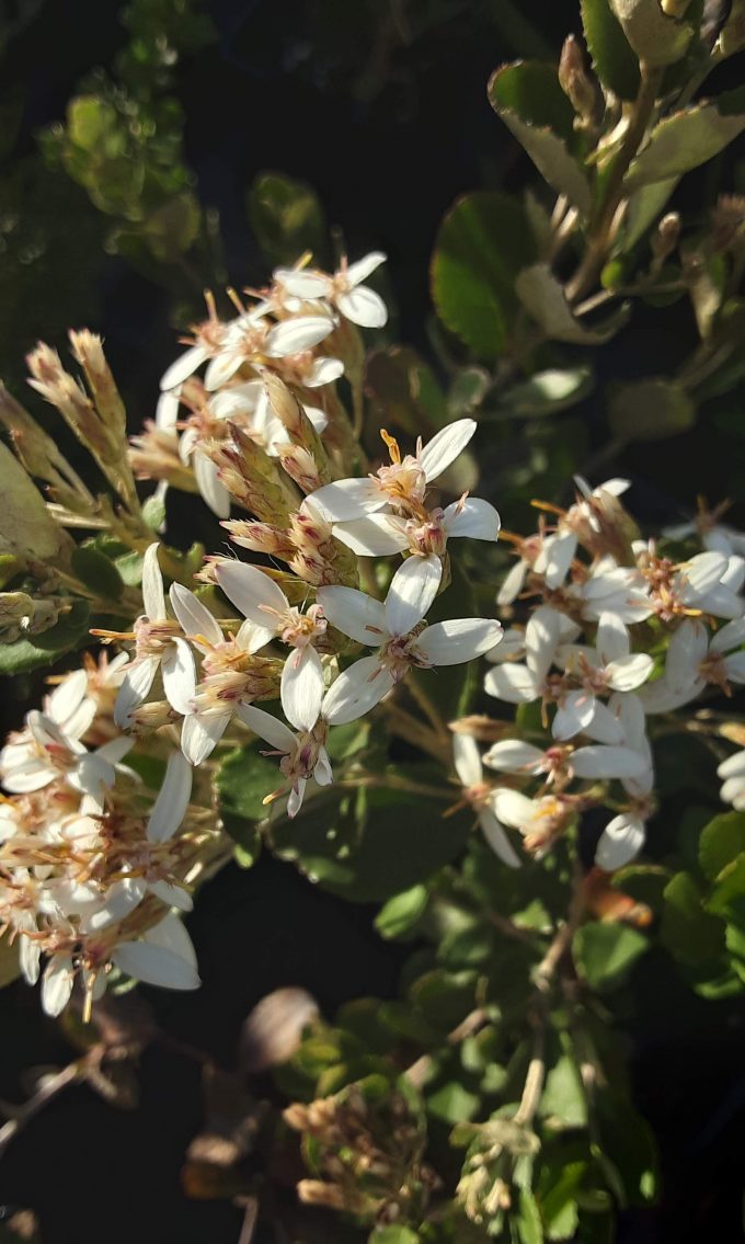 Olearia erubescens Australian native plant