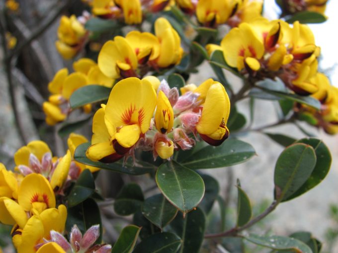 Pultanaea daphnoides Australian native plant