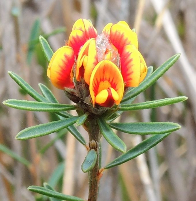 Pultanaea dentata Australian native plant