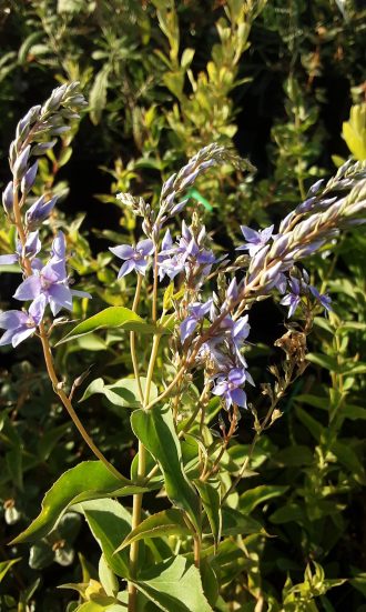 Veronica derwentia Australian native plant