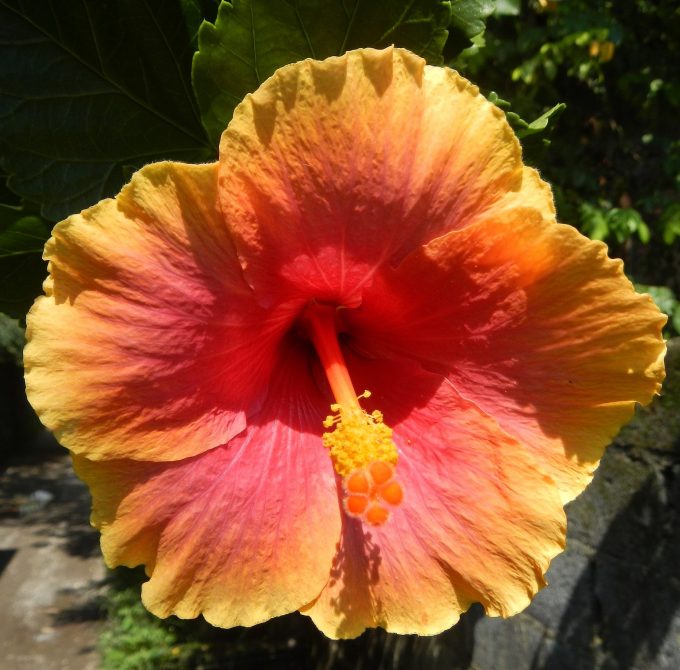 Hibiscus Covakanic perennial plant