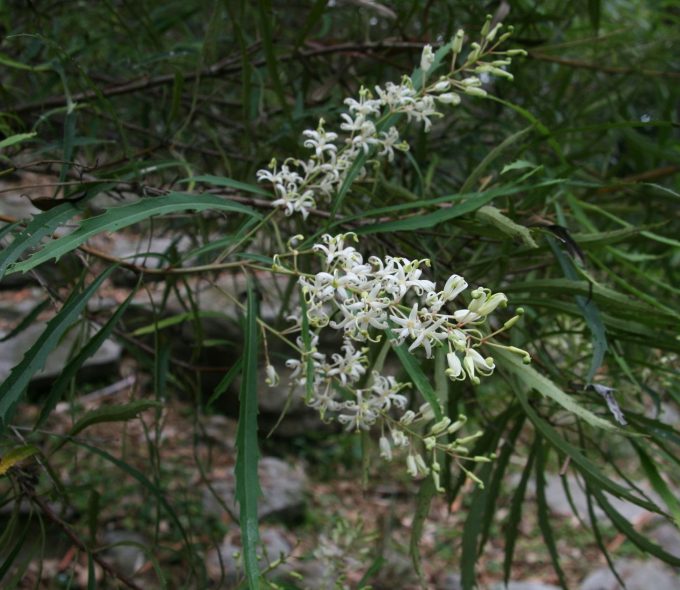 Lomatia myricoides Australian native plant