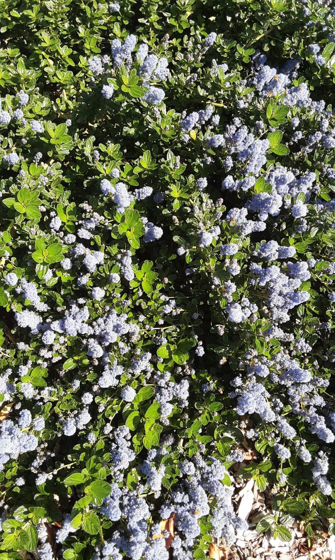 Ceanothus Yankee Point perennial plant