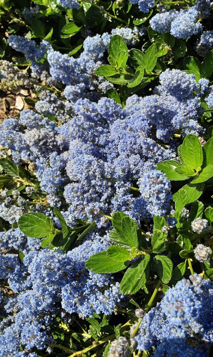 Ceanothus Yankee Point perennial plant