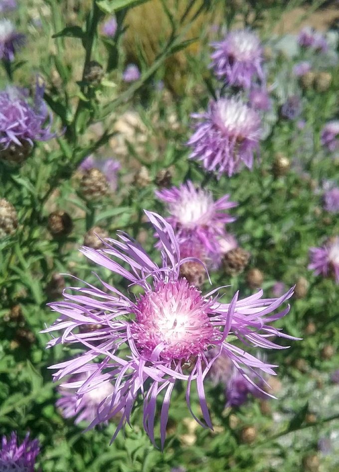 Centurea species perennial plant